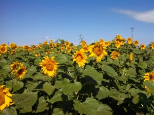 2015-08-10_DriveOut008